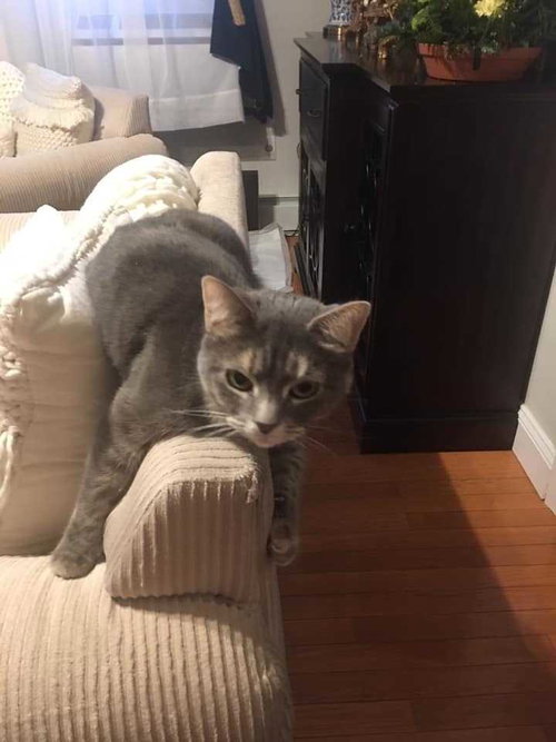 SICILY - Domestic Short Hair available for adoption