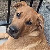 adoptable Dog in whitestone, NY named Randel