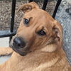 adoptable Dog in Whitestone, NY named Randel