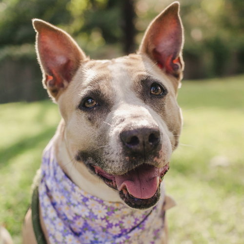 picture of the dog needing adoption