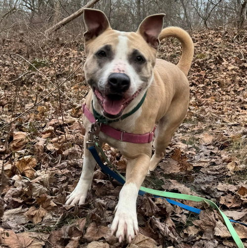 BILLIE JEAN - Labrador Retriever / Terrier available for adoption