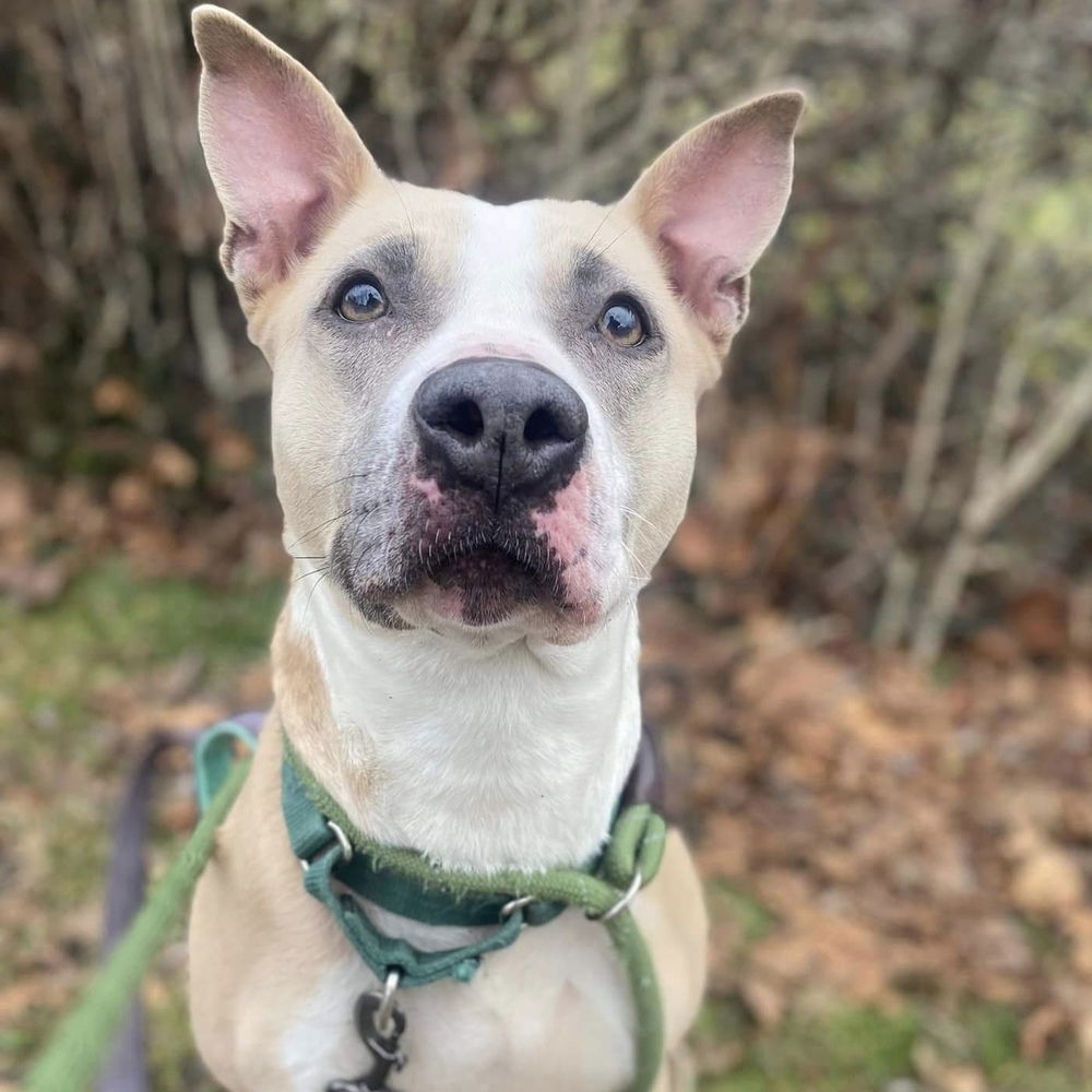 adoptable Dog in Whitestone, NY named Billie Jean