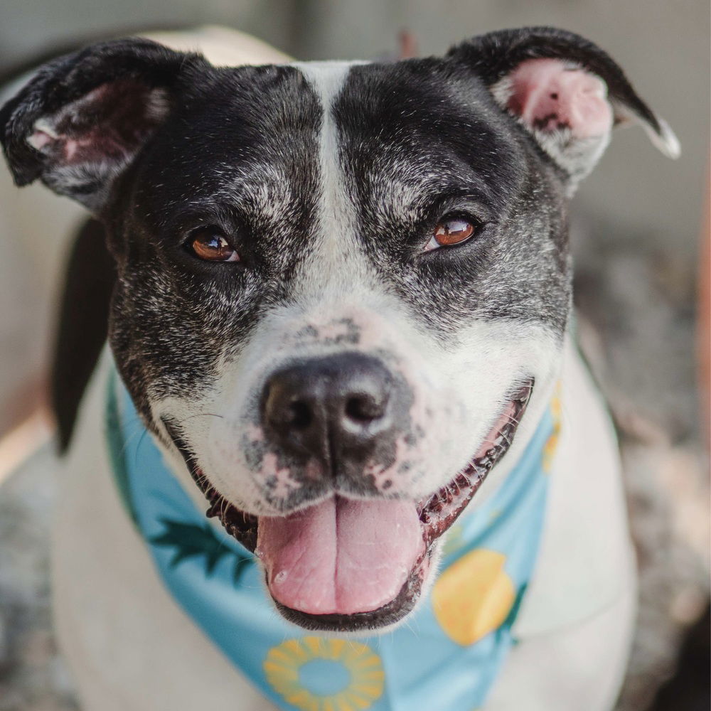 adoptable Dog in Whitestone, NY named Oreo Blizzard