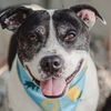 adoptable Dog in whitestone, NY named Oreo Blizzard