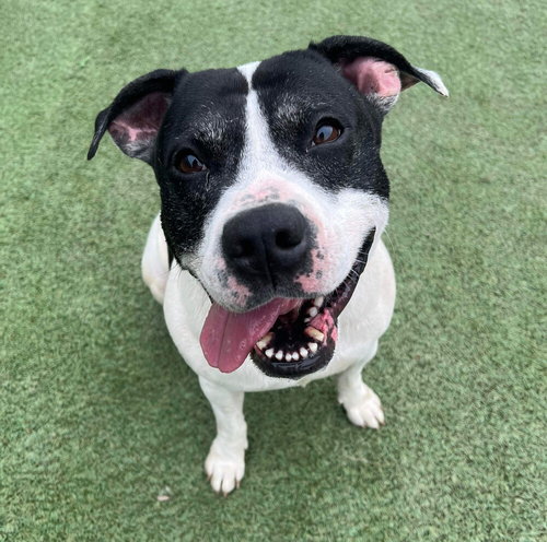 picture of the dog needing adoption