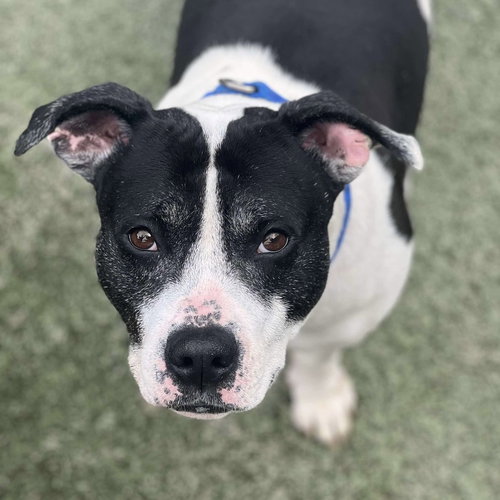 OREO BLIZZARD - American Staffordshire Terrier / Terrier available for adoption