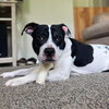 Oreo Blizzard - Photo 4