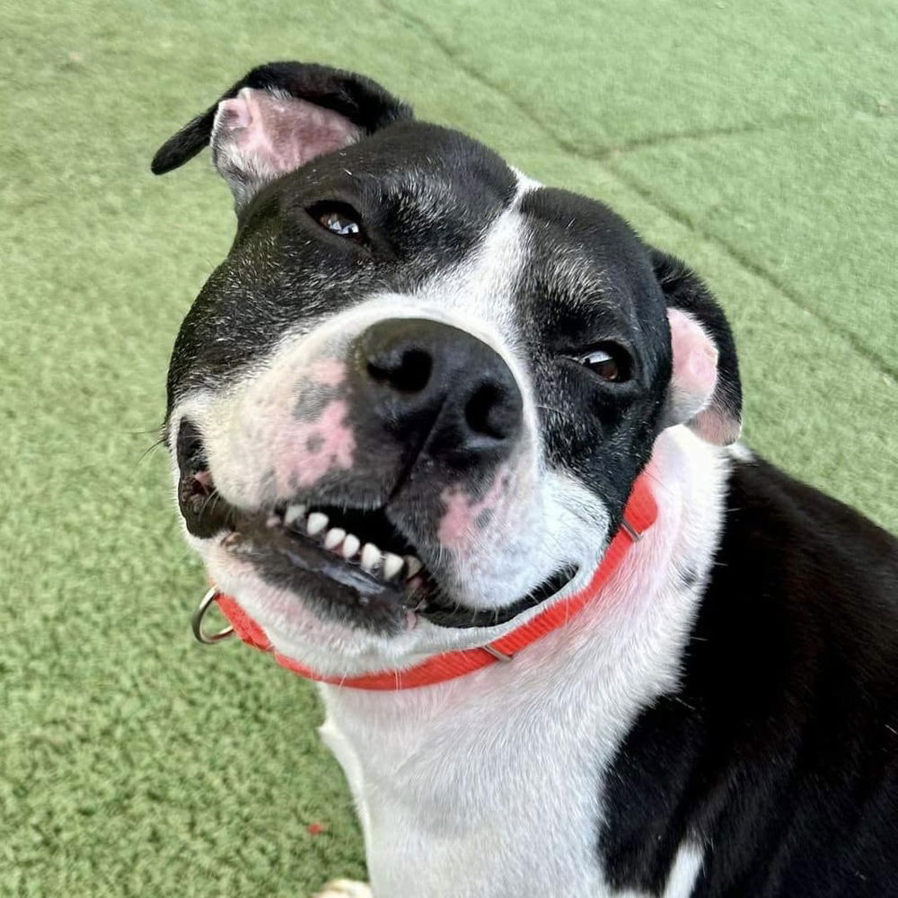 adoptable Dog in Whitestone, NY named Oreo Blizzard