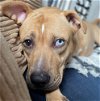 adoptable Dog in whitestone, ny, NY named Bridgette