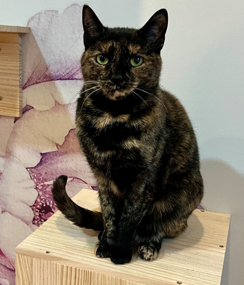 TINA - Domestic Short Hair available for adoption