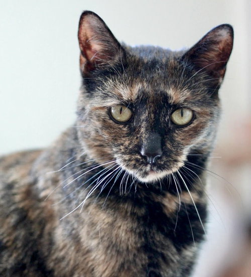 TINA - Domestic Short Hair available for adoption