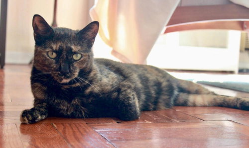TINA - Domestic Short Hair available for adoption
