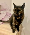 Tina - Photo 4