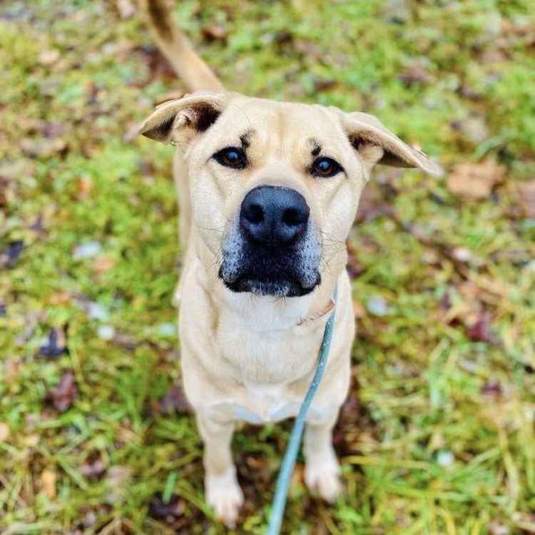 adoptable Dog in Whitestone, NY named Lady