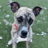 adoptable Dog in Whitestone, NY named Toots