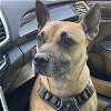 adoptable Dog in whitestone, ny, NY named Bethany