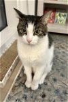 adoptable Cat in whitestone, ny, NY named Brandon