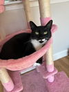 adoptable Cat in Whitestone, NY named Gypsy