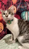 adoptable Cat in whitestone, NY named Phoebe