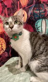 adoptable Cat in Whitestone, NY named Phoebe