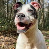 adoptable Dog in Whitestone, NY named Neenah