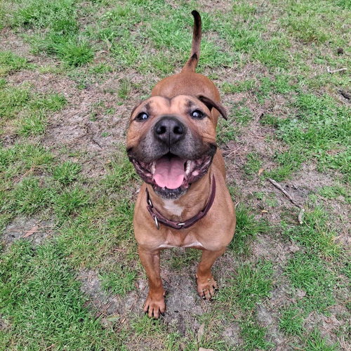 BRAD PITT - American Staffordshire Terrier / Terrier available for adoption