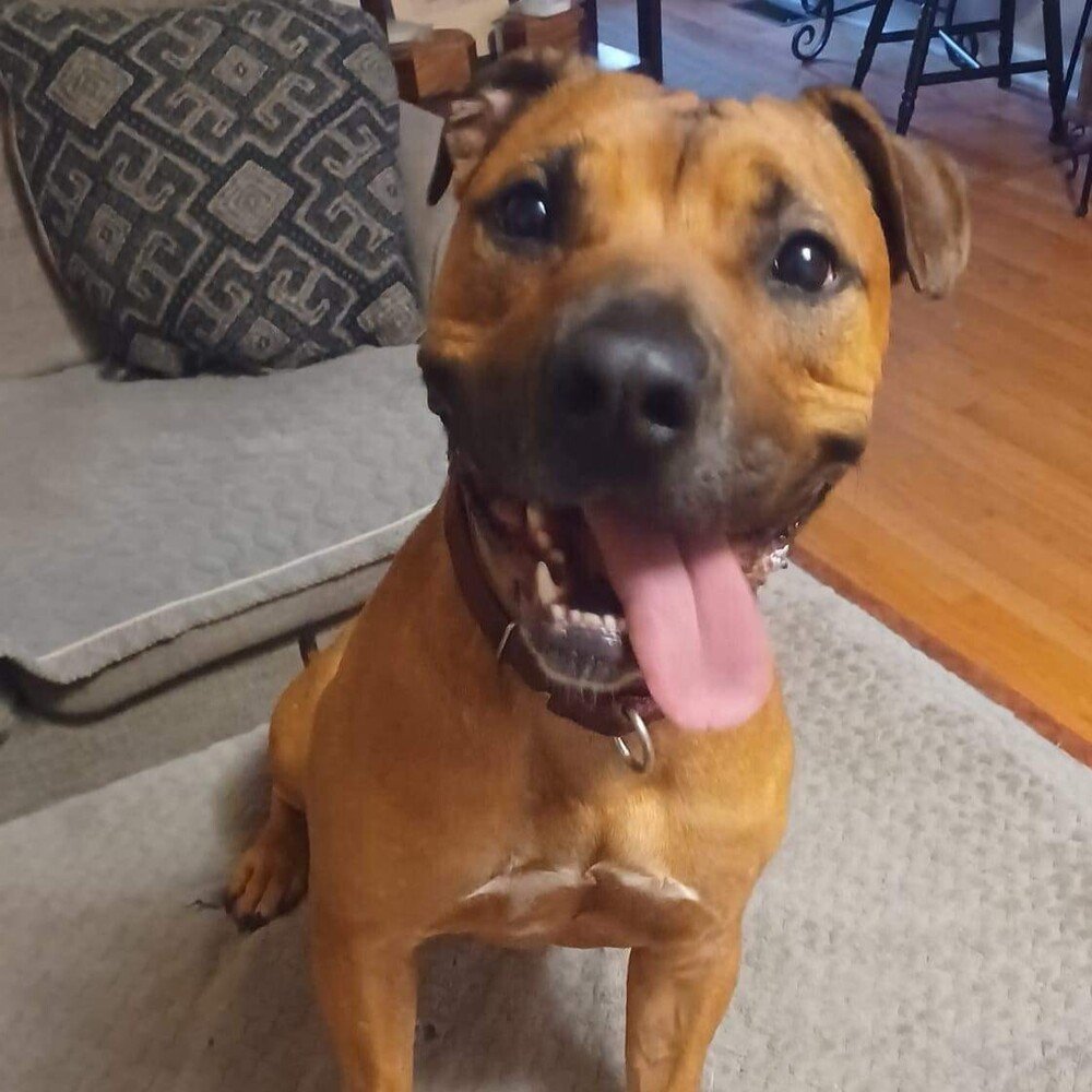 adoptable Dog in Whitestone, NY named Brad Pitt