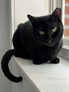 adoptable Cat in Whitestone, NY named Velvet