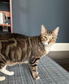 adoptable Cat in Whitestone, NY named Sash