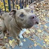adoptable Dog in whitestone, NY named Gandalf