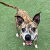 adoptable Dog in whitestone, NY named Pippa