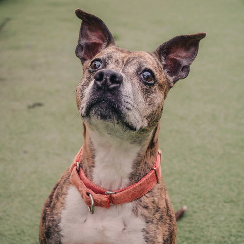 PIPPA - American Staffordshire Terrier / Terrier available for adoption