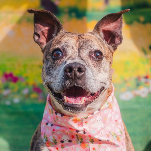 PIPPA - American Staffordshire Terrier / Terrier available for adoption