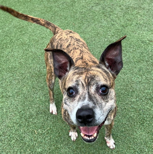 PIPPA - American Staffordshire Terrier / Terrier available for adoption