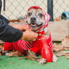Pippa - Photo 4
