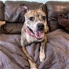 adoptable Dog in whitestone, NY named Pippa