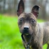 adoptable Dog in whitestone, NY named Pope