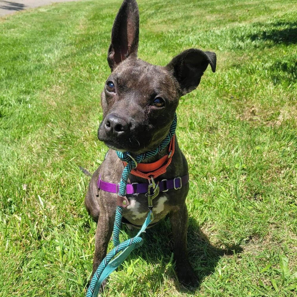 adoptable Dog in Whitestone, NY named Pope