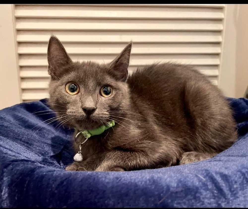 adoptable Cat in Whitestone, NY named Rocky 2