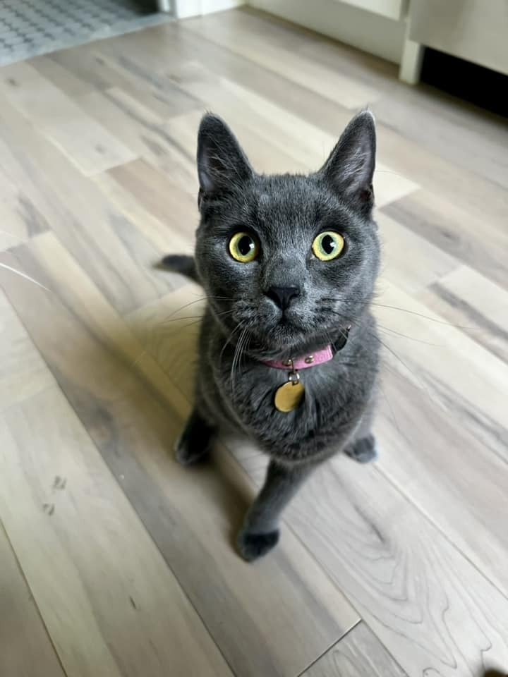 adoptable Cat in Whitestone, NY named Smokey