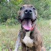adoptable Dog in whitestone, ny, NY named Bully