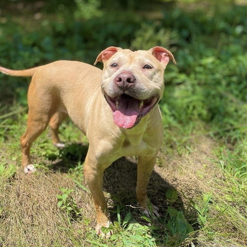ANASTASIA STEELE - American Staffordshire Terrier / Terrier available for adoption