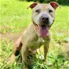 adoptable Dog in whitestone, NY named Anastasia Steele