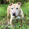 adoptable Dog in Whitestone, NY named Anastasia Steele