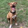 adoptable Dog in Whitestone, NY named Goofy