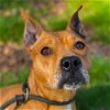 adoptable Dog in whitestone, NY named Maya