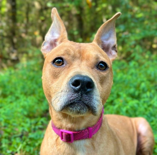 MAYA - American Staffordshire Terrier / Terrier available for adoption