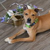 Maya - Photo 3