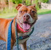adoptable Dog in whitestone, NY named Mabel