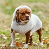 Mabel - Photo 2